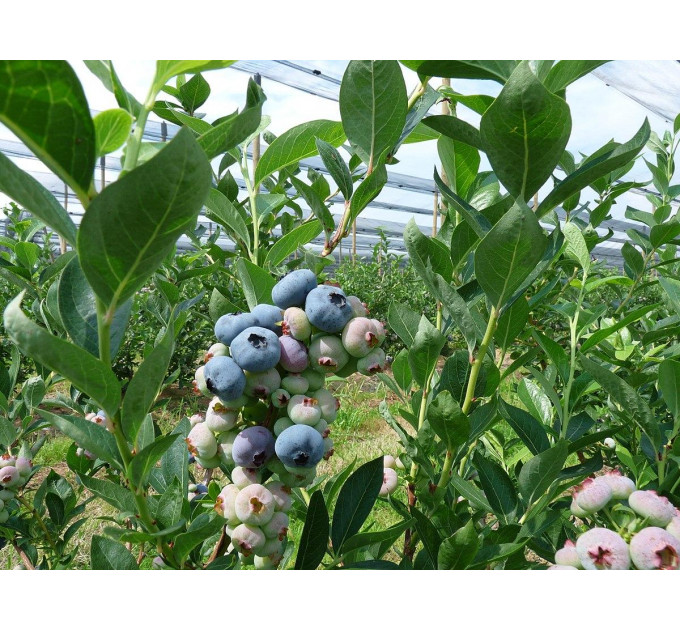 Голубика сорт Чандлер 3-летния, конт. 7.5 л