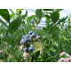 Голубика сорт Чандлер 3-летния, конт. 7.5 л