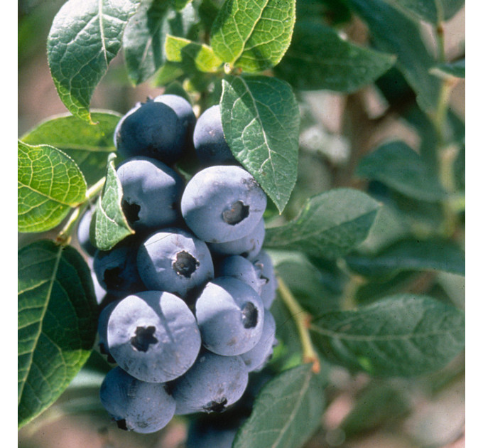 Голубика сорт Чандлер 3-летния, конт. 7.5 л