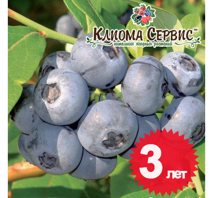 Голубика сорт Чандлер 3-летния, конт. 7.5 л