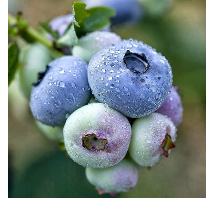 Голубика сорт Чандлер 3-летния, конт. 7.5 л