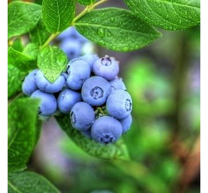 Голубика "Дюк" 3-летняя (Duke) в конт. 5 л