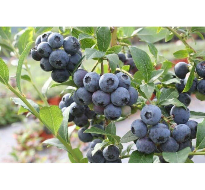 Голубика сорт Ханна Чойс 3 летняя, конт. 5 л
