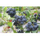 Голубика сорт Ханна Чойс 3 летняя, конт. 5 л
