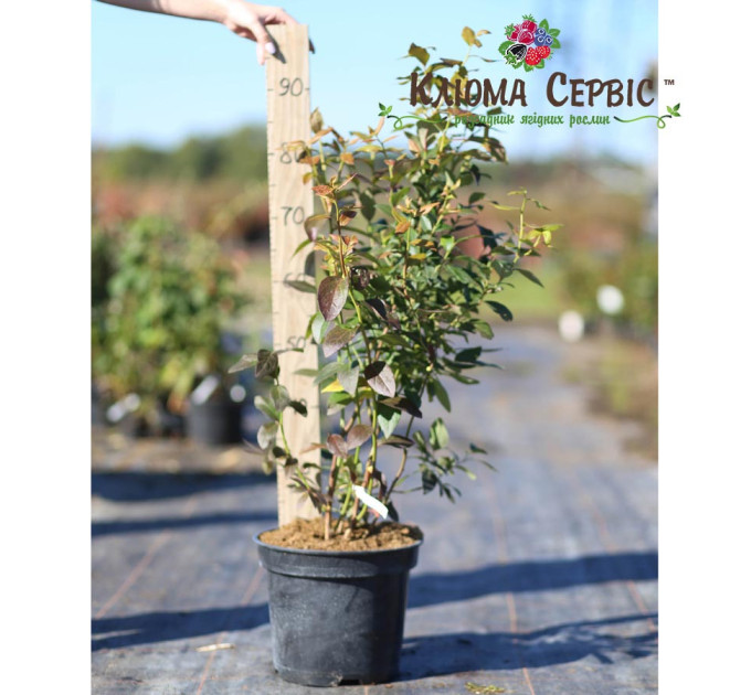 Саженцы голубики сорт "Голд Трауб" 3-летняя, конт. 7.5 л