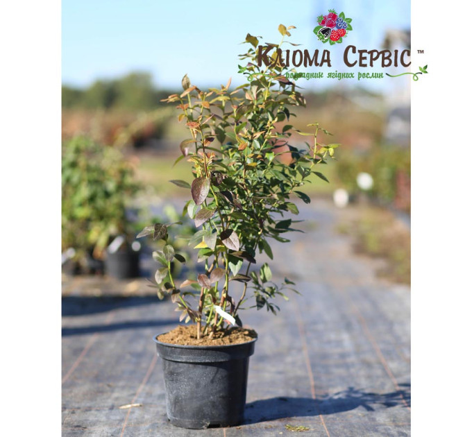 Саженцы голубики сорт "Голд Трауб" 3-летняя, конт. 7.5 л