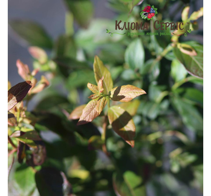 Саженцы голубики сорт "Голд Трауб" 3-летняя, конт. 7.5 л