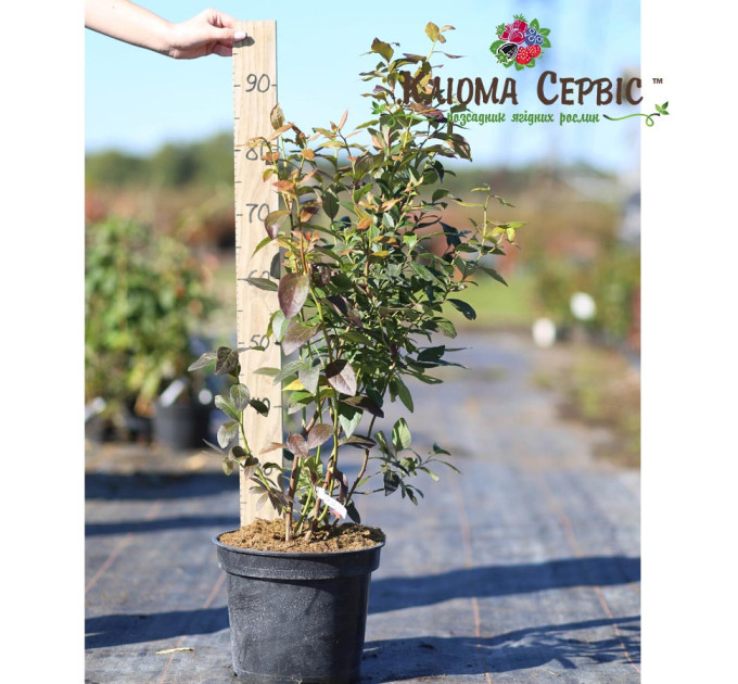 Саженцы голубики сорт "Голд Трауб" 3-летняя, конт. 7.5 л