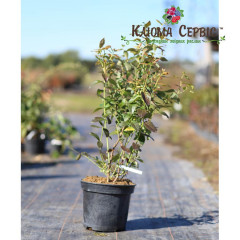 Саженцы голубики сорт "Голд Трауб" 3-летняя, конт. 7.5 л