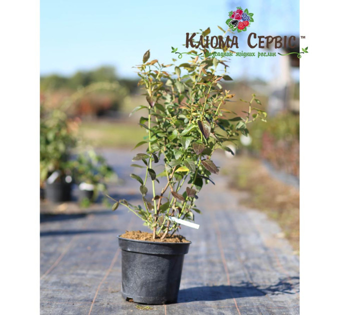 Саженцы голубики сорт "Голд Трауб" 3-летняя, конт. 7.5 л