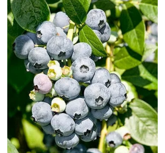 Голубика сорт Эрли Блю 3 летняя, конт. 7.5 л