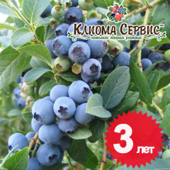 Голубика "Эллиот", 3-летняя, конт. 10 л