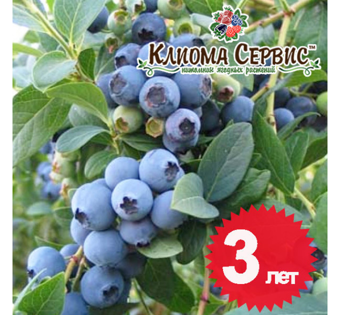 Голубика "Эллиот", 3-летняя, конт. 10 л