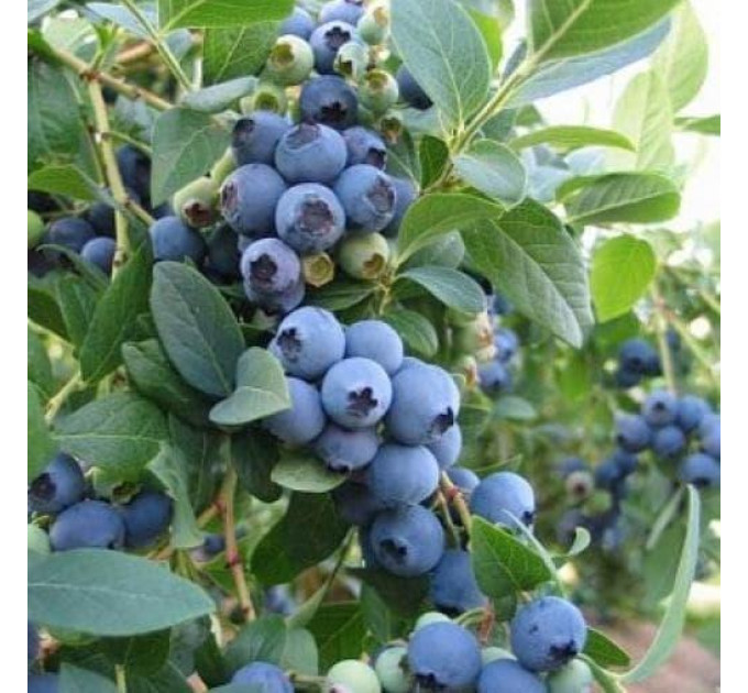 Саженцы голубики Эллиот 4 летняя, конт. 15 л