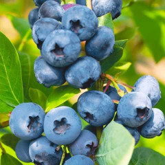 Голубика сорт "Блюголд", 4-лет. в контейнер 7.5 л