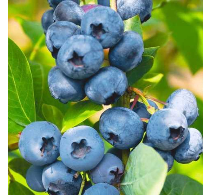 Голубика сорт "Блюголд", 4-лет. в контейнер 7.5 л