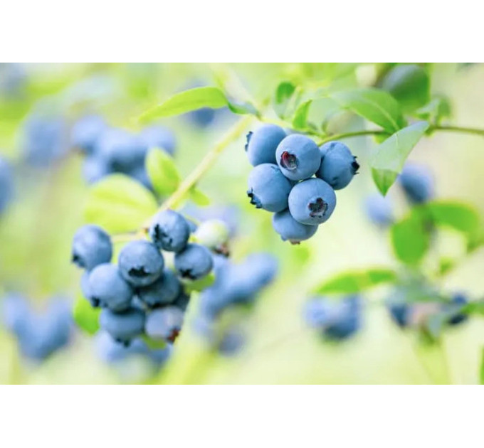 Голубика "Блюкроп" 4-летняя, конт. 15 л