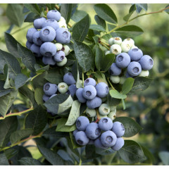 Голубика сорт Денис Блу, 4 года 7.5 л