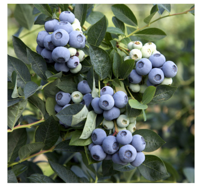 Голубика сорт Денис Блу, 4 года 7.5 л