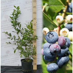 Голубика «Чантеклер» (Chanticleer), 4-летняя в горшке h-100-130см. куст.,3-5 побегов