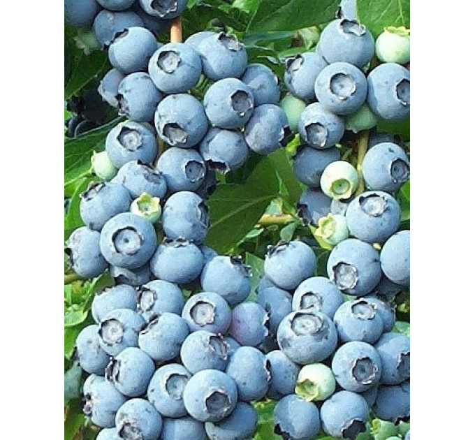 Саженцы голубики "Блюкроп" 4-лет. контейнер 7.5 л