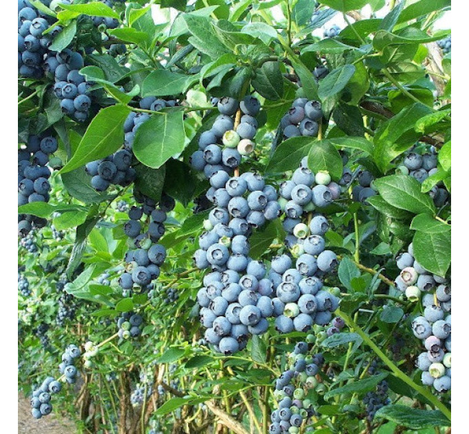 Саженцы голубики "Блюкроп" 4-лет. контейнер 7.5 л