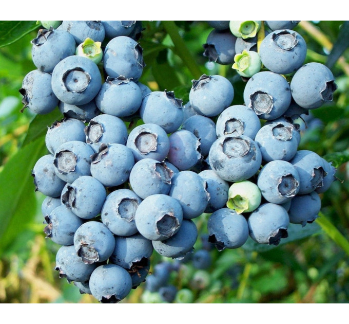 Саженцы голубики "Блюкроп" 4-лет. контейнер 7.5 л