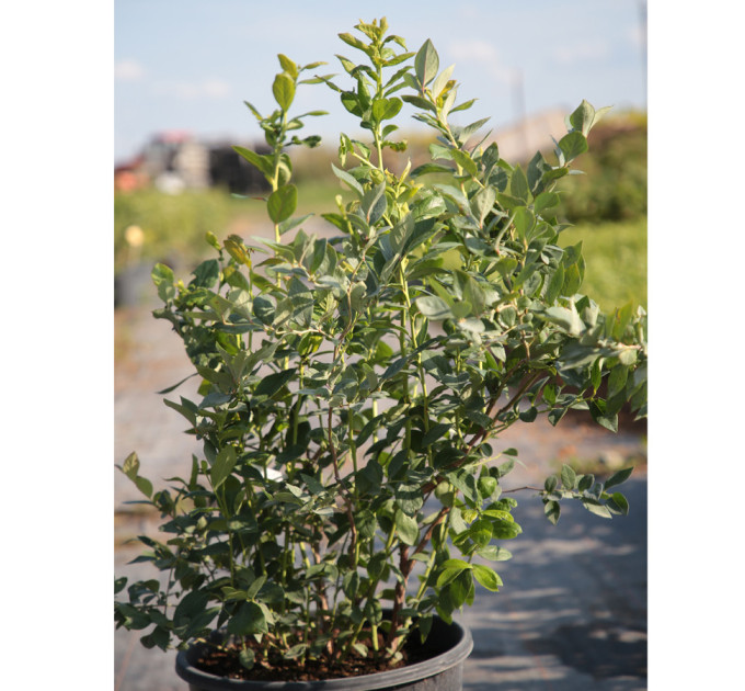 Голубика "Торо" 4-летняя, конт. 15 л