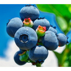 Голубика сорт "Река" 4-лет. контейнер 7.5 л