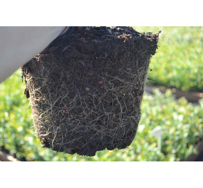 Саженцы голубики сорт Спартан 4 летние, конт. 7.5 л