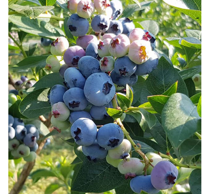 Саженцы голубики сорт Чандлер, 4-летняя, конт. 15 л