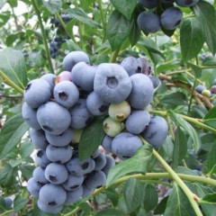 Голубика сорт "Санрайз" 4-летняя 7.5 л