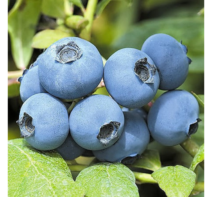 Голубика сорт Чантиклер, 4 летняя 7.5 л