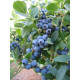 Саженцы голубики Эллиот 4 лет, контейнер 7.5 л