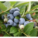 Голубика сорт "Легаси" 4 летние 7.5 л