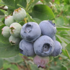 Голубика "Гурон", 4-летняя пакет 7,5 л