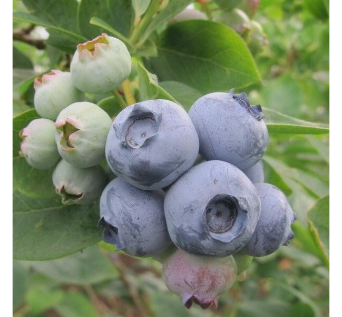 Голубика "Гурон", 4-летняя пакет 7,5 л