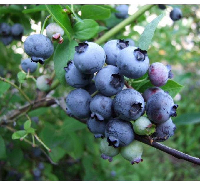 Голубика "Торо" 4-лет. контейнер 20л