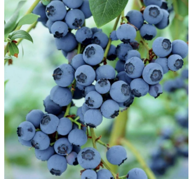 Голубика "Торо" 4-лет. контейнер 20л