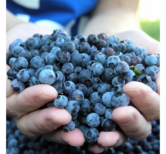 Голубика "Гурон", 4-летняя пакет 7,5 л