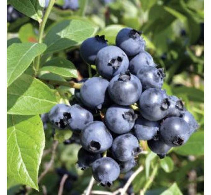 Голубика сорт "Блюголд", 4-лет контейнер 5 л