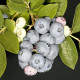 Саженцы голубики сорт "Торо" 4 летняя в конт. 7.5 л
