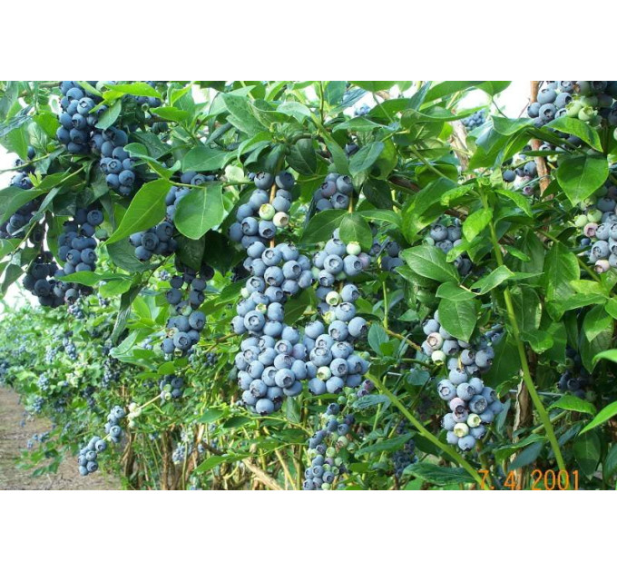 Голубика "Денис Блу" 4-лет. контейнер 20л