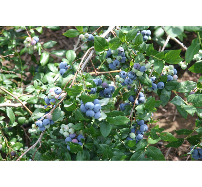 Голубика "Денис Блу" 4-лет. контейнер 20л