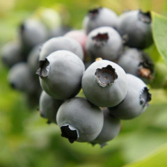 Саженцы голубики сорт "Бонус" 4-летние в контейнере 7.5 л