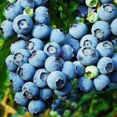 Голубика "Санрайз" 4-летняя, конт. 15 л