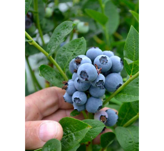 Голубика "Санрайз" 4-летняя, конт. 15 л