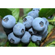 Саженцы голубики сорт "Бонус" 4-летние в контейнере 7.5 л