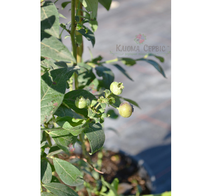 Саженцы голубики сорт "Бонус" 4-летние в контейнере 7.5 л