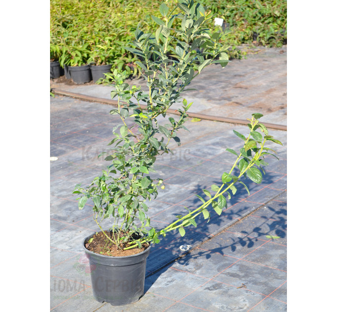 Саженцы голубики сорт "Бонус" 4-летние в контейнере 7.5 л